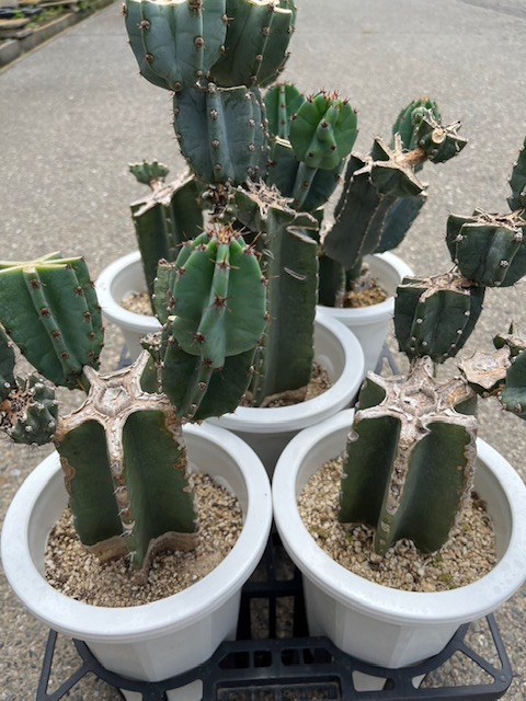 【送料1500円】サボテン　鬼面（キメンカク）（神代柱）ブランチ(在庫）　6号5入り*