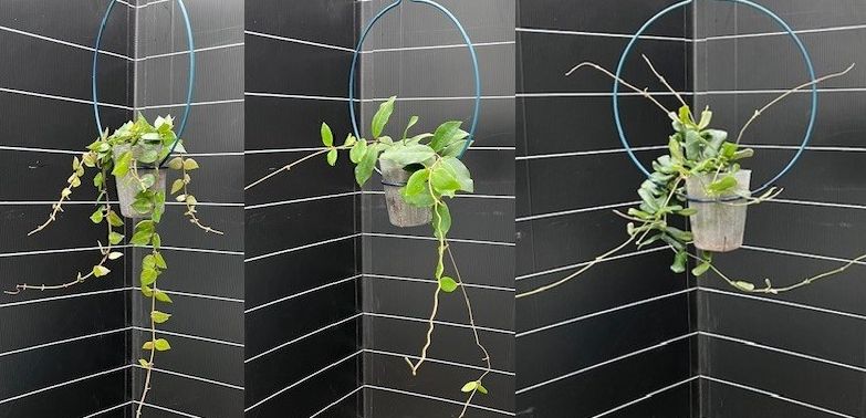 【送料1/2】ホヤ　3種セット(NCAT)　3号9入り