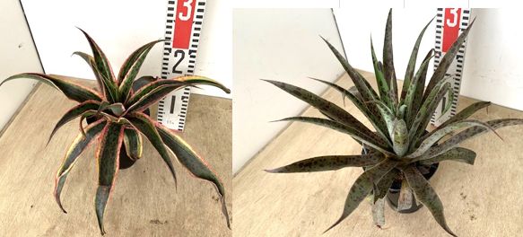 【送料1/2】マンガベ２種　スポットパープル＆カイレドスコープ　4号２入り（在庫）