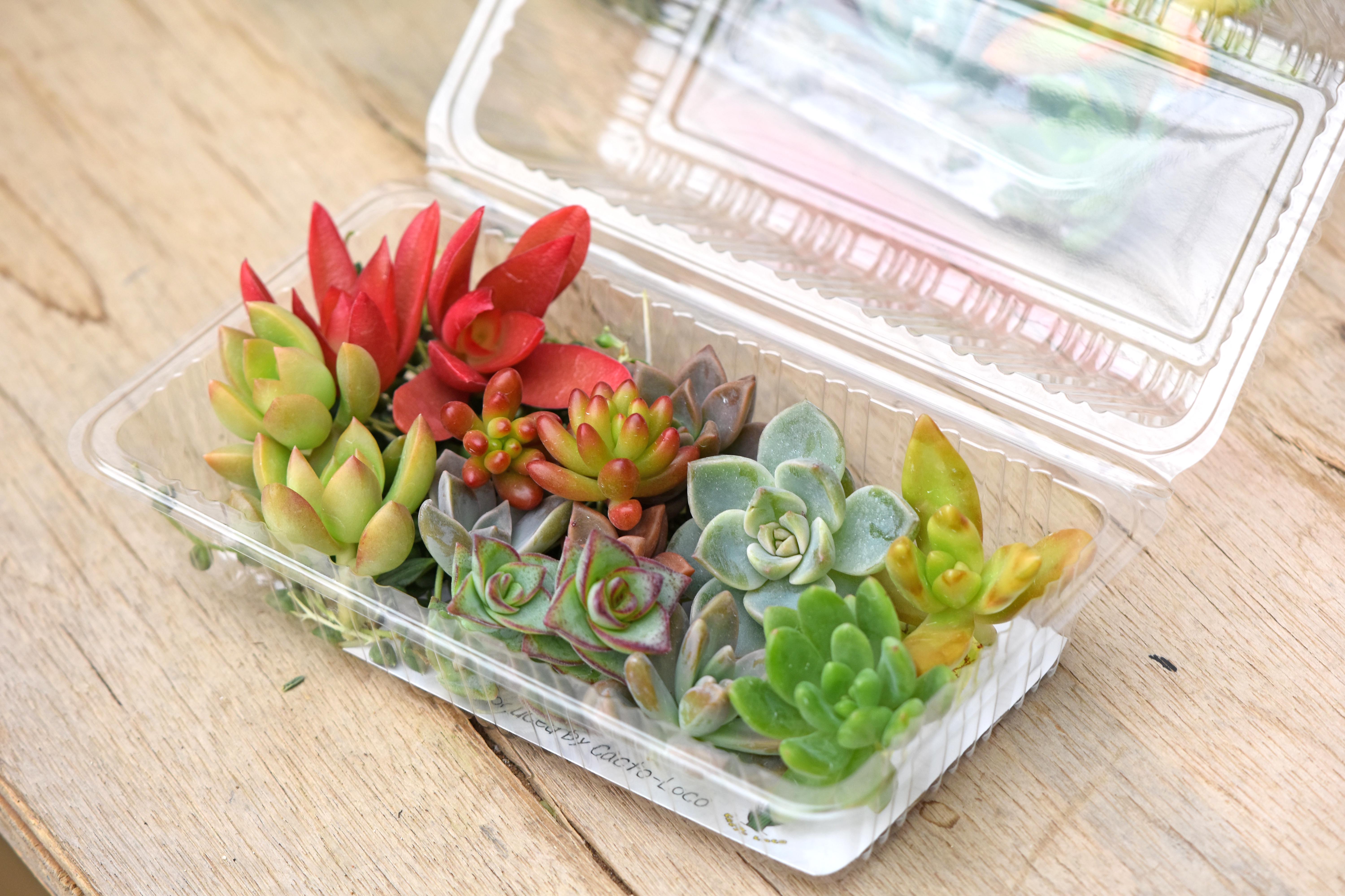 【産直】≪パック入り≫多肉植物カット芽　30パック(300芽)セット