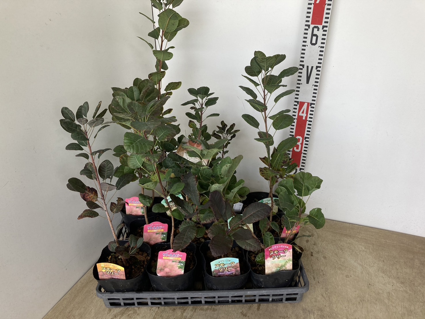 【送料1500円】スモークツリーMIX（HB)　4号12入り（在庫）