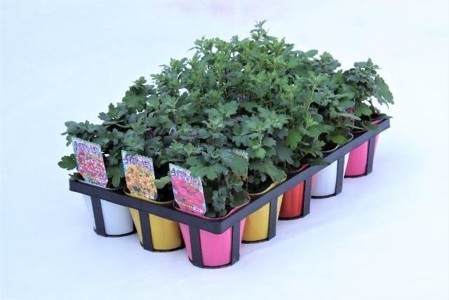 【送料1/2】キク（ＴＫ　７ガツザキ　カワリギク） 手間なし菊７月咲き変わり 4号15入り