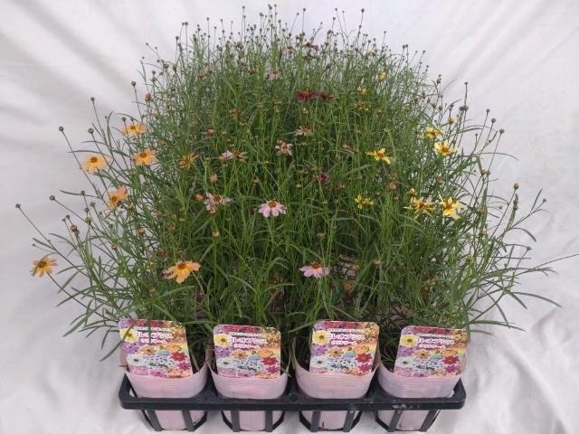 【送料1/2】コレオプシス’ウリドリーム’ ４種セット 3号24入り