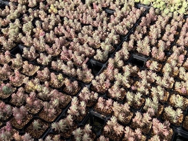 【送料1/4】セダム　リフレクサム’カメレオン’ 錦 2.5号40入り【まだまだ希少です！】
