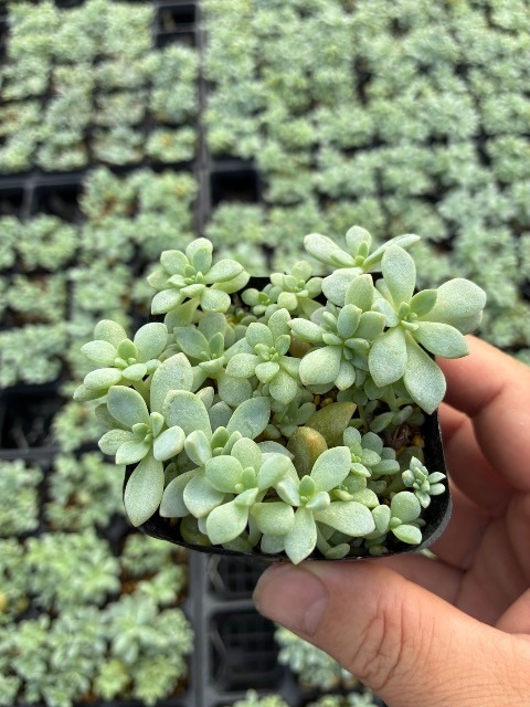 【送料1/4】セダム ロッティＸプロリフィカ 2.5号40入り【人気の掛け合わせ！】
