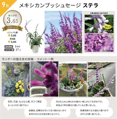 【送料1/2】（ミツボシ）サルビア　レウカンサ 3号24入り