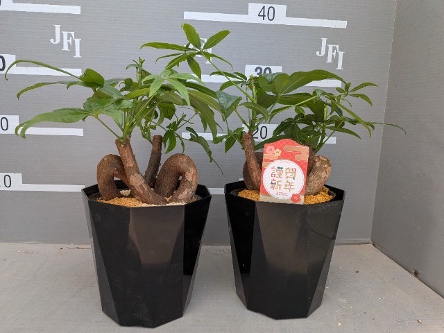 【送料1/2】パキラ　グラブラ 結びパキラ 曲がり 5号6入り【とても個性的な仕立て！】