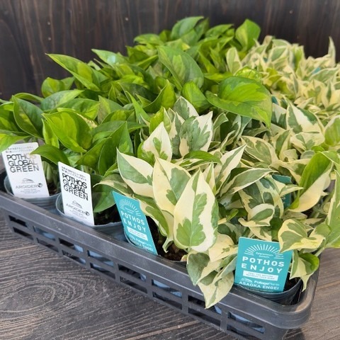 【送料1/2】ポトスMIX 3号24入り【観葉で有名な生産者のミックス！】