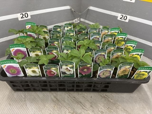 【送料1/4】クリスマスローズ（シングル） 見計らいアソート 2.5号40入り