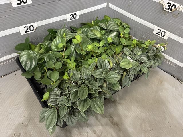 l【送料1/2】ペペロミアセット 3号24入り【数量限定・売切御免】