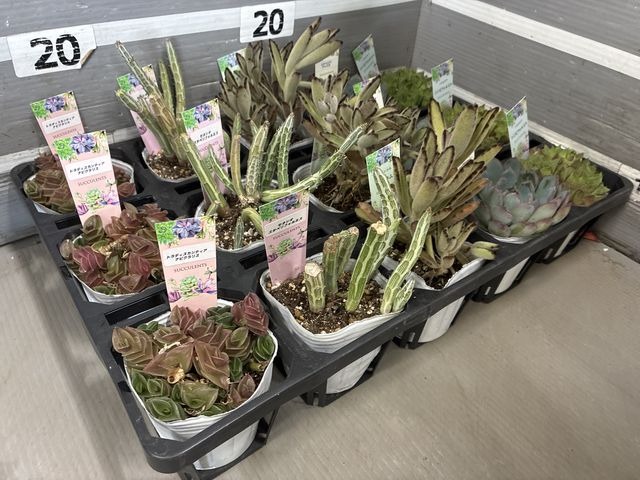 l【送料1/2】タニクショクブツ　セット 3号15入り【数量限定・売切御免】