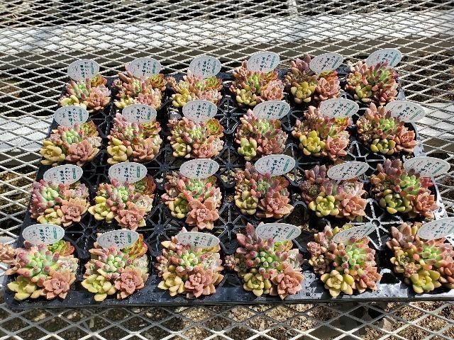 【送料1/4】タニクショクブツ ミックスヨセ 2.5号24入り【人気生産者の定番ミックス寄せ！】