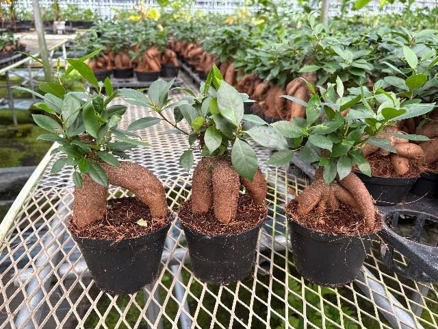 【送料1/2】ガジュマル 4号12入り【定番の観葉植物！】