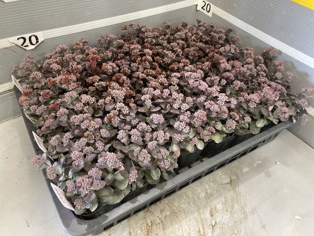 l【送料1/2】カラスバミセバヤ 3号28入り【数量限定・売切御免】