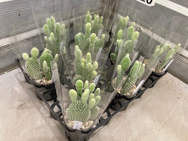 l【送料1/2】バニーカクタス 2.5号10入り【数量限定・売切御免】