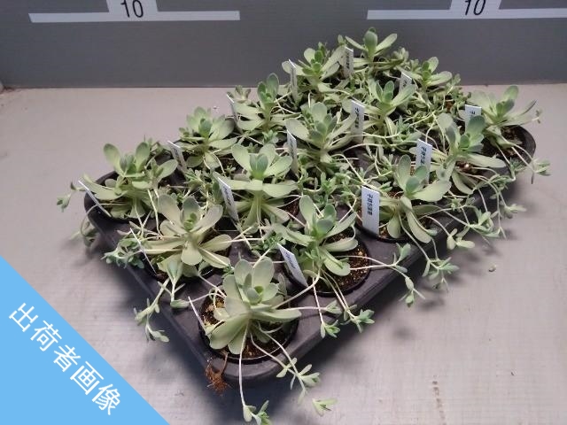 【送料1/4】コモチレンゲ 2.5号15入り【なかなか見なくなった品種！】≪数量限定≫