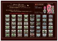 【産直】多肉植物　プレミアムサキュレント　3号40ポットセット　(エケベリア)